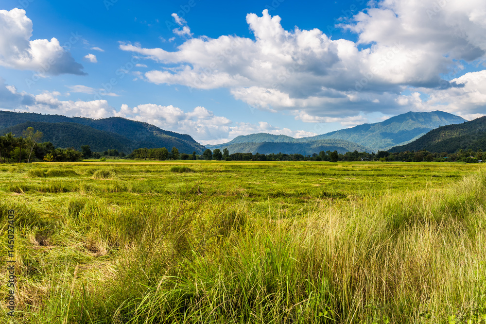 Rice Field and Mountain in Thailand