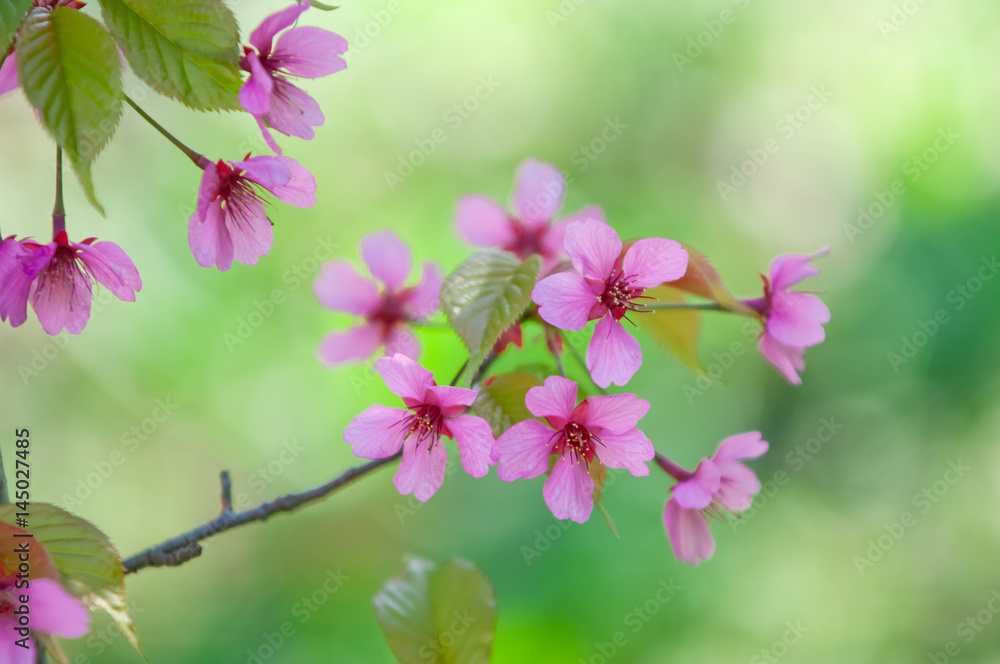 Obraz premium Cherry blossom, Prunus serrulata, full bloom, sakura
