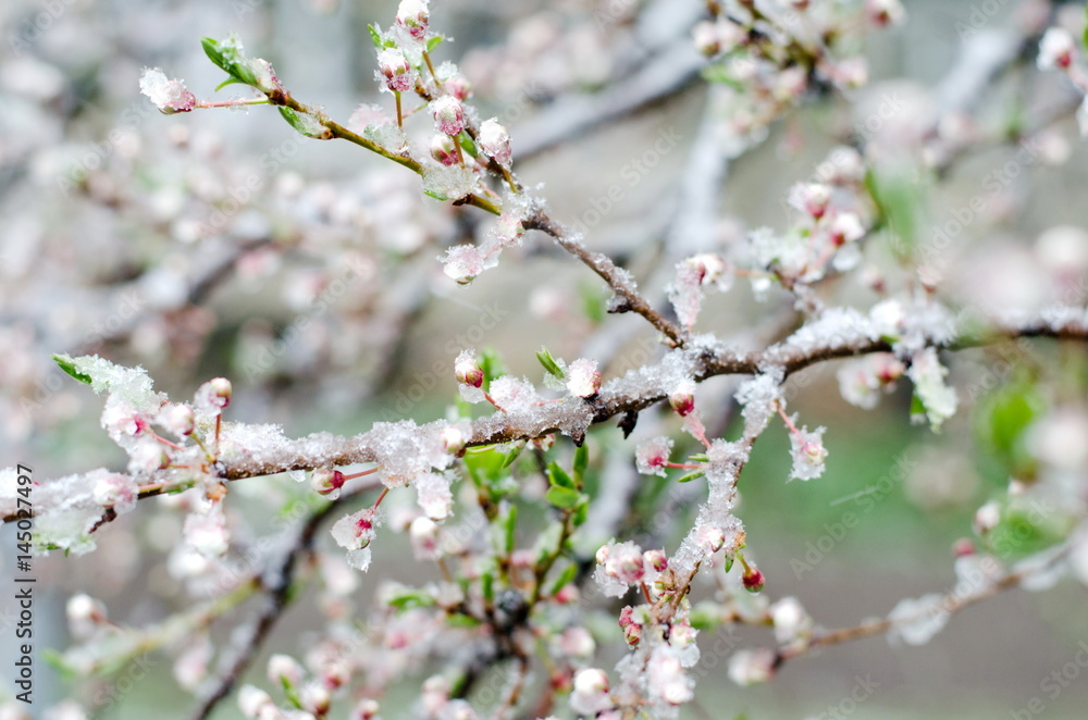 Tender apricot blossom flowers covered with sudden April snow cyclone in Ukraine, shallow depth of field, selective focus Tender apricot blossom flowers covered with sudden April snow cyclone in Ukraine, shallow depth of field, selective focus