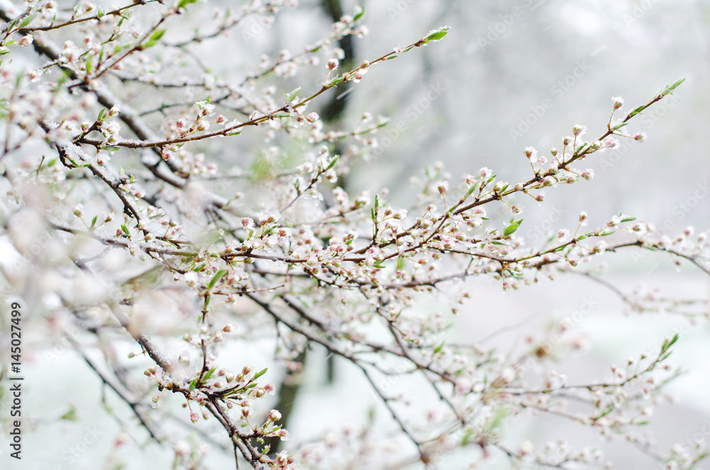 Tender apricot blossom flowers covered with sudden April snow cyclone in Ukraine, shallow depth of field, selective focus