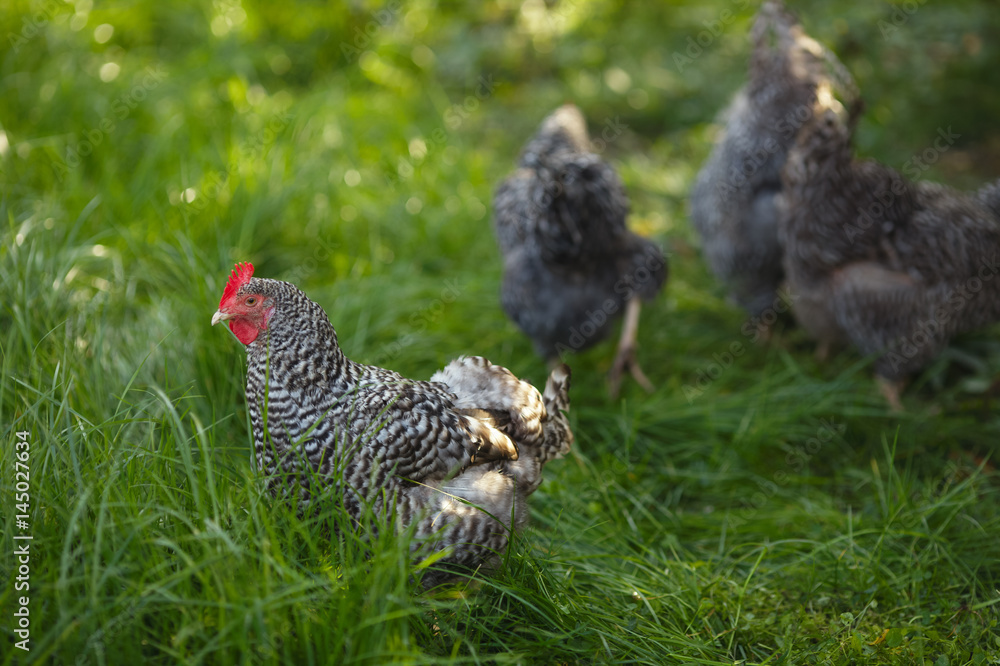 Chickens in a garden on a background of green grass.