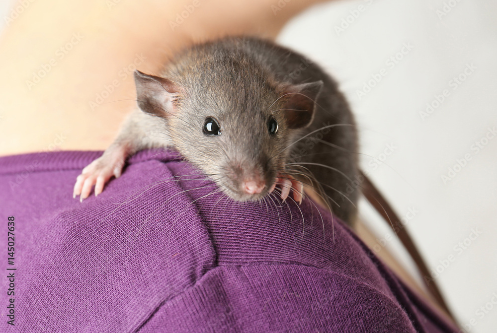 Young woman with cute funny rat, closeup Young woman with cute funny rat, closeup