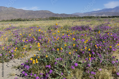 Wildflowers blooming in Anza-Borrego Desert State Park - California
