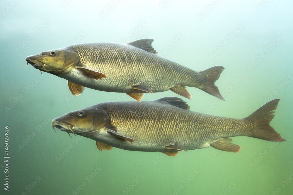 Barbel (Barbus barbus) Underwater close up photography of a nice fish