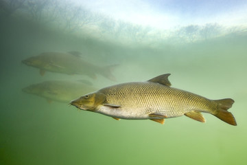 Barbel (Barbus barbus) Underwater close up photography of a nice fish. Freshwater fish in the clean river and  green bacground. Wildlife animal.