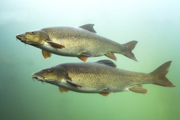 Barbel (Barbus barbus) Underwater close up photography of a nice fish. Freshwater fish in the clean river and  green bacground. Wildlife animal.