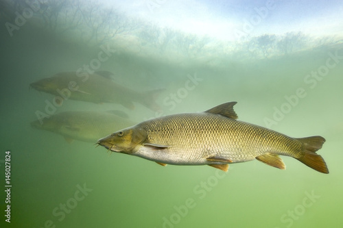 Barbel (Barbus barbus) Underwater close up photography of a nice fish. Freshwater fish in the clean river and  green bacground. Wildlife animal. photo