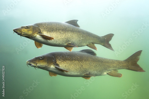 Barbel (Barbus barbus) Underwater close up photography of a nice fish. Freshwater fish in the clean river and  green bacground. Wildlife animal.