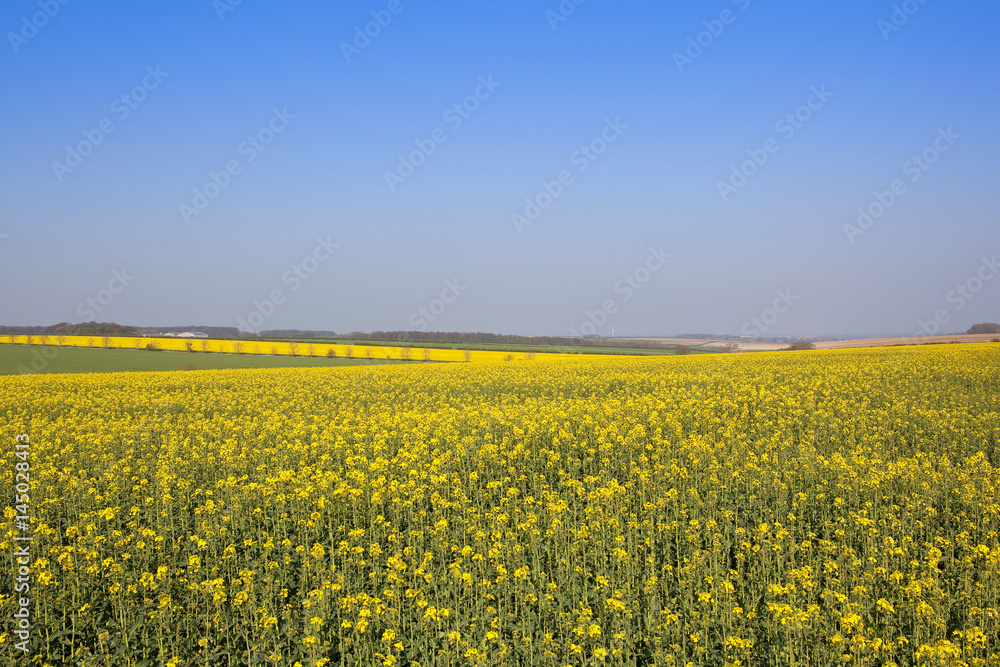 Obraz premium extensive oilseed rape crops