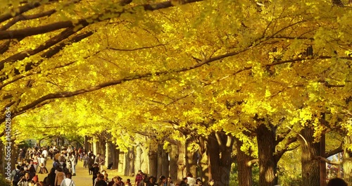 A Gingko Tree with Yellow Leaves in Autumn in the Park