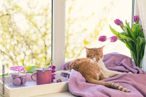 Fototapeta Naklejka Na Ścianę i Meble -  Cozy home concept. Purple fresh tulips in glass vase. Macaroons in glass jar. Cup of hot tea. White tray. Lilac blanket on the windowsill. Red white cat kitty sleeping on violet plaid. Sunshine. Toned