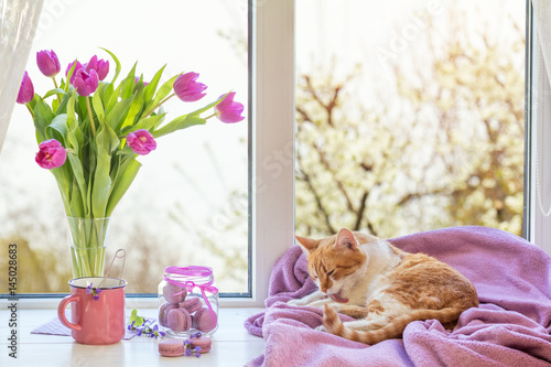 Fototapeta Naklejka Na Ścianę i Meble -  Cozy home concept. Purple fresh tulips in glass vase. Macaroons in glass jar. Cup of hot tea. Lilac blanket on the windowsill. Red white cat kitty on violet plaid. Sunshine. Coloring toned photo