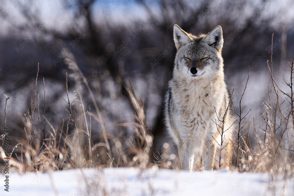 Fototapeta premium Coyote On the Prairies in Winter