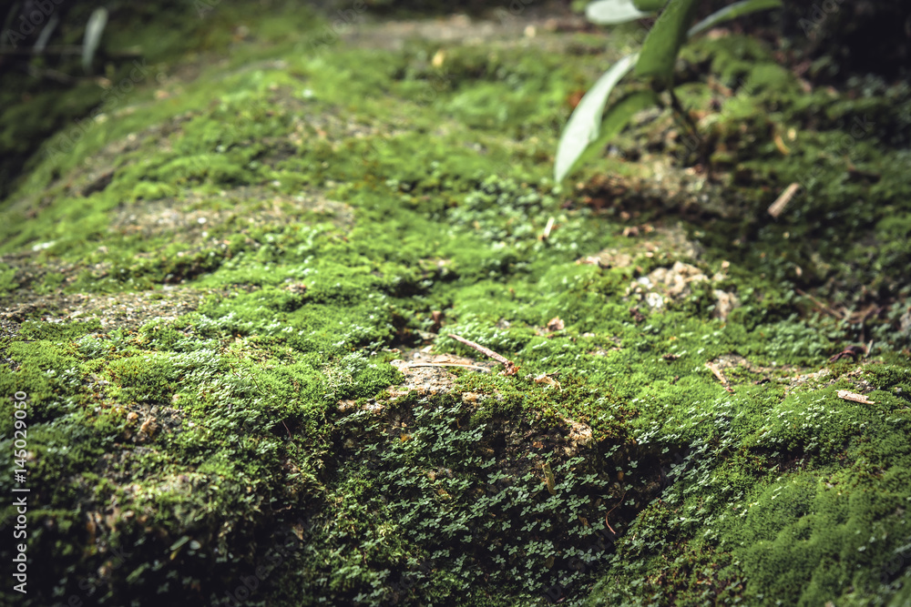 Moss stone surface with grass in wood with blurred background