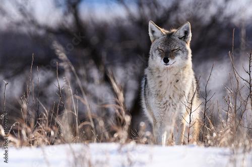 Coyote On the Prairies in Winter