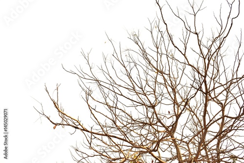  Detail of dead tree isolated on white background