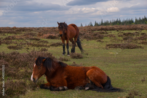Pony New Forest National Park Hampshire UK