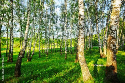 summer in sunny birch forest