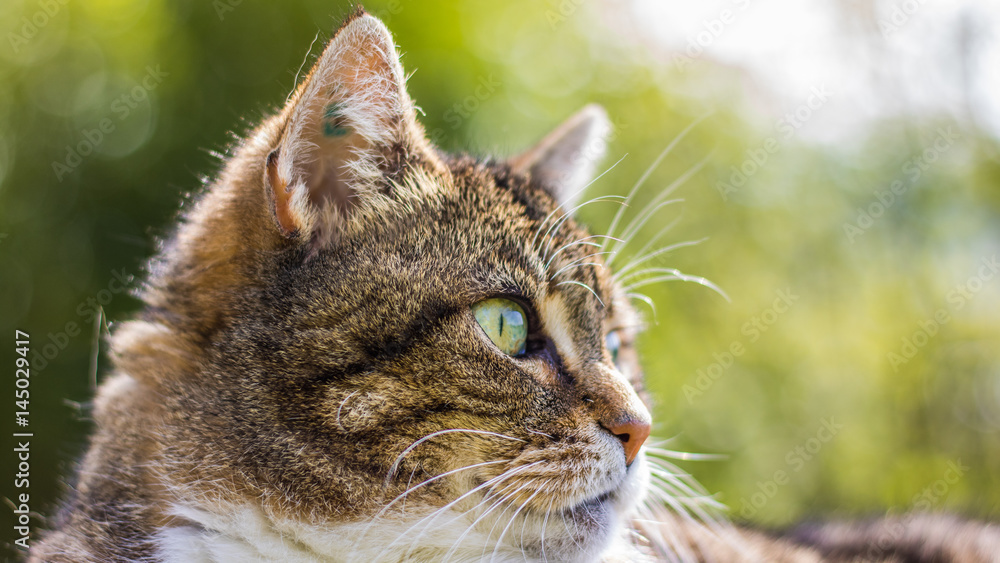 Obraz premium Ein Katzenleben