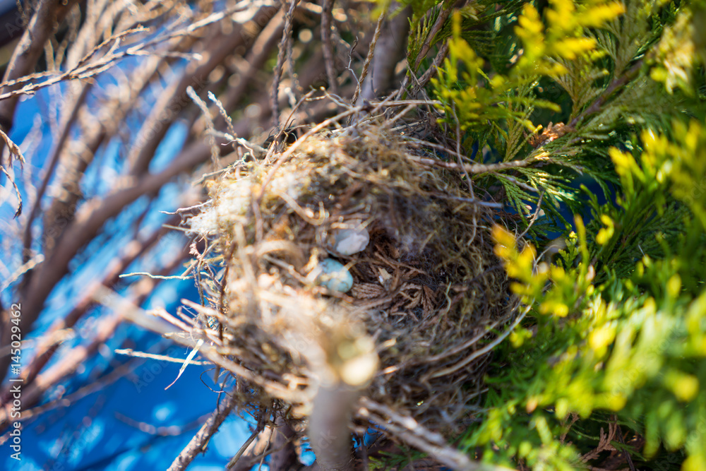 Birds nest in a fern tree in a garden, UK. Birds nest in a fern tree in a garden, UK.