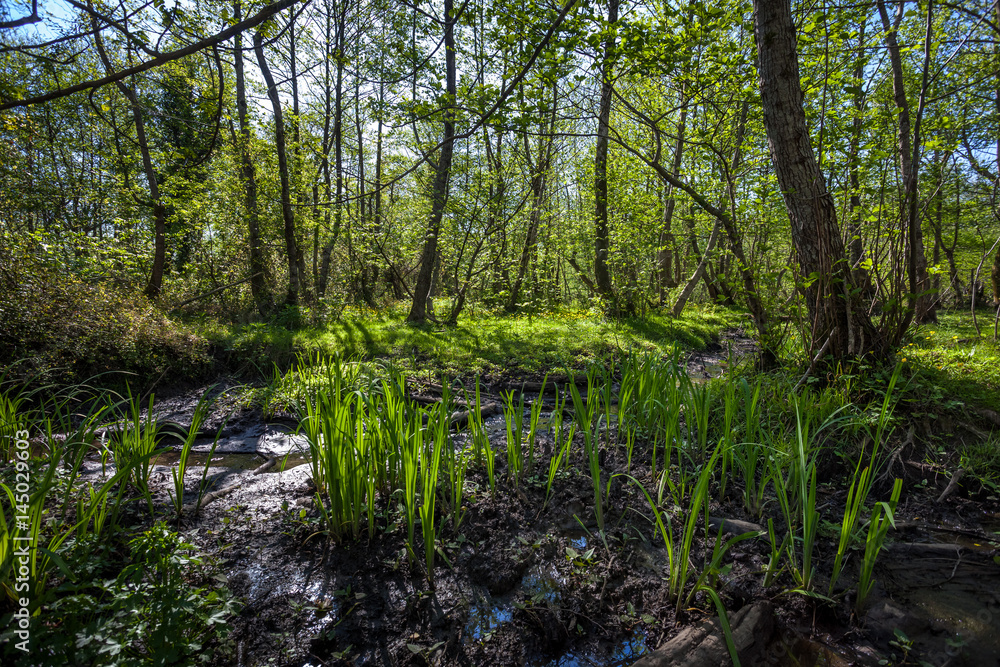 Beautiful green spring forest landscape, Kolkheti National Park Beautiful green spring forest landscape, Kolkheti National Park