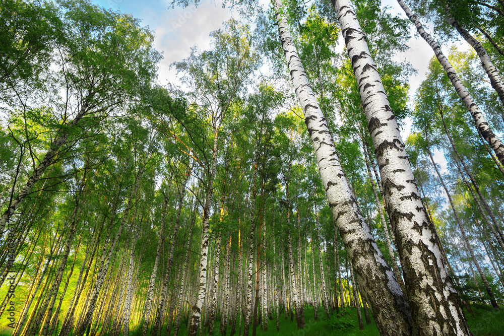 summer in sunny birch forest summer in sunny birch forest