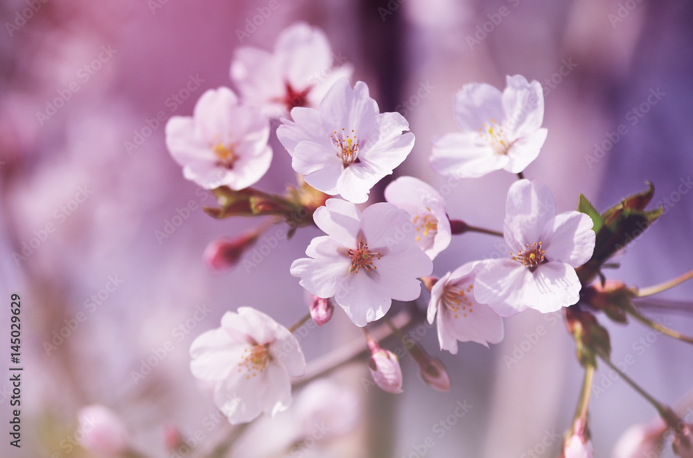 Cherry blossom in Seoul, South Korean, selective and soft focus.