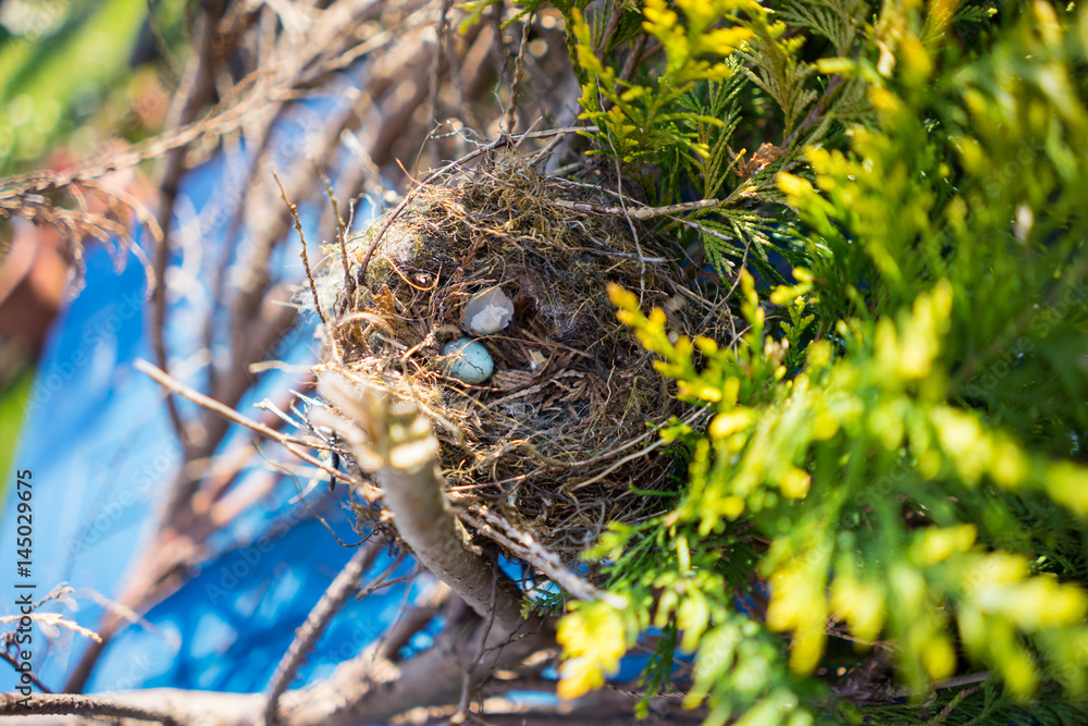 Birds nest in a fern tree in a garden, UK. Birds nest in a fern tree in a garden, UK.