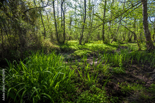 Beautiful green spring forest landscape, Kolkheti National Park