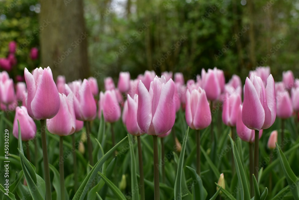 Fototapeta premium Tulip