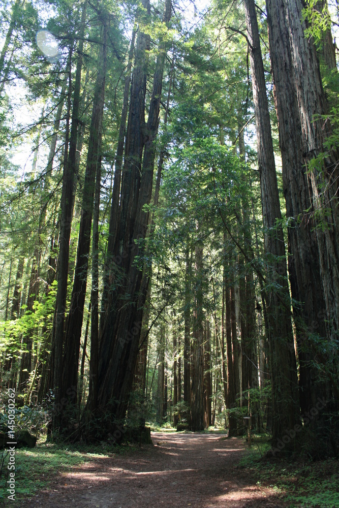 Obraz premium Muir Woods