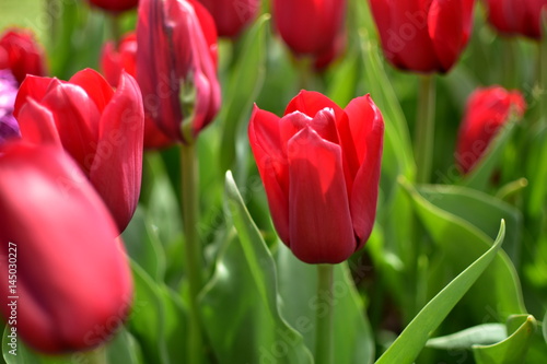 Red Tulip