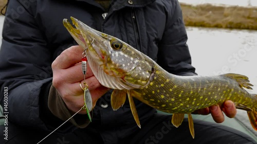 Caught northen pike on the spinner lure photo