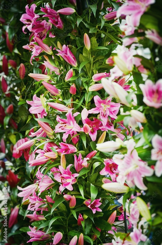 Lily Flower Background Lily Flower Background