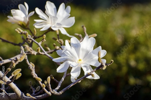Magnolia Flower Blossom