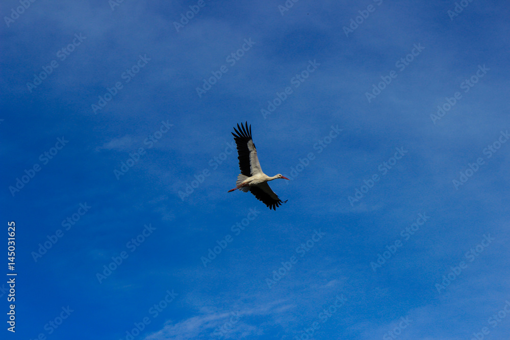 Stork flying on a blue sky in Alentejo Portugal Stork flying on a blue sky in Alentejo Portugal