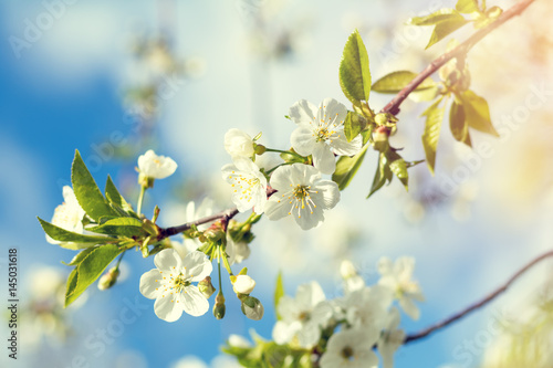 Spring background art white cherry blossom. Beautiful nature scene with blooming tree and sun flare. Sunny day. Spring flowers. Beautiful orchard. Abstract blurred background. Shallow depth of field. © Victoria Kondysenko