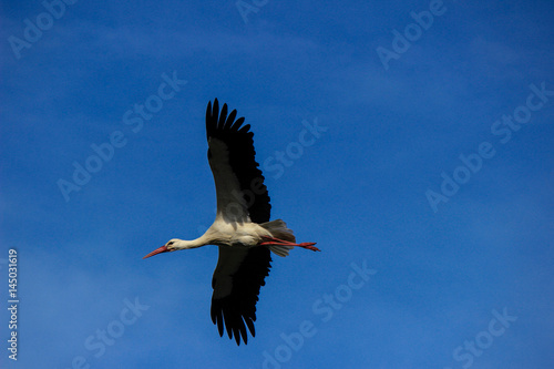 Stork flying on a blue sky in Alentejo Portugal