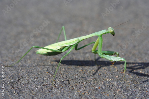 Green Praying Mantis on concrete © Andy Waugh