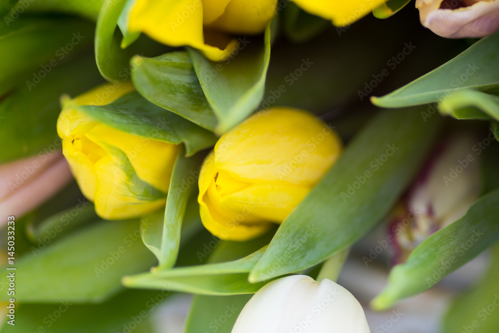 Daffodils macro center focus blur background Daffodils macro center focus blur background