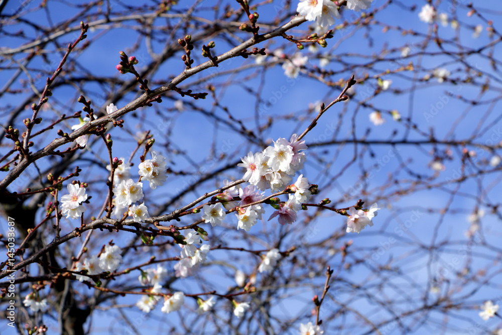 Spring. Blooming Gardens: flowers on a cherry tree against a beautiful blue spring clear sky Spring. Blooming Gardens: flowers on a cherry tree against a beautiful blue spring clear sky