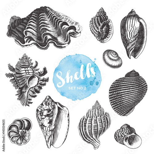 summer, beach and ocean vector design elements: collection of hand drawn sea shells - set 2