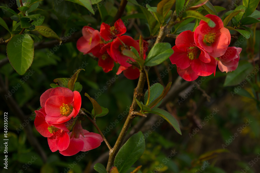 Beautiful first spring flowers quince.