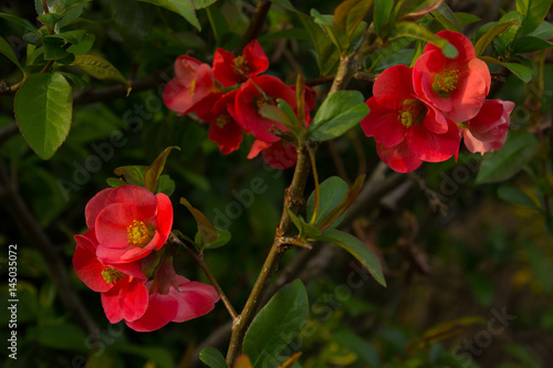 Beautiful first spring flowers quince.