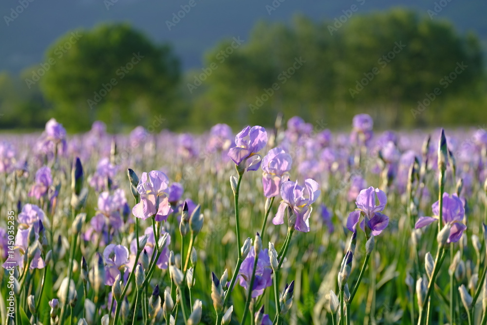 Champ d'iris de couleur mauve avec des contours flou des arbres en arrière  plan. Photos | Adobe Stock