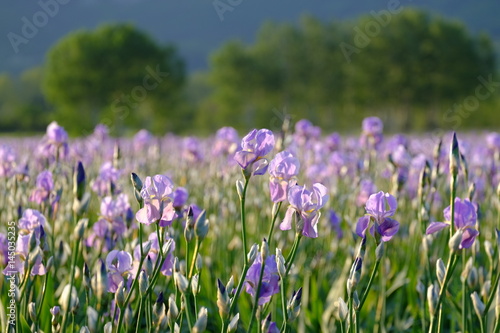 Champ d iris de couleur mauve avec des contours flou des arbres en arri  re plan.