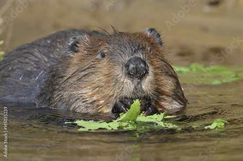 Beaver Canada