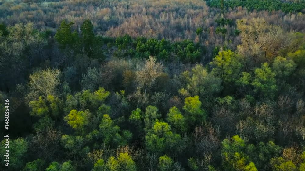 Flight above the green coniferous forest Flight above the green coniferous forest