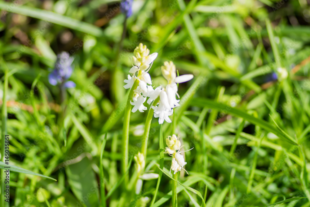 White bells center focus blur background White bells center focus blur background