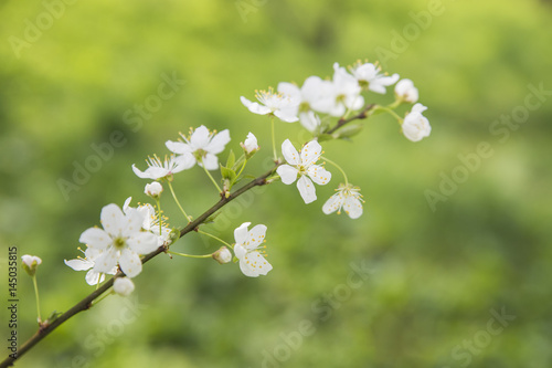 Spring flowers